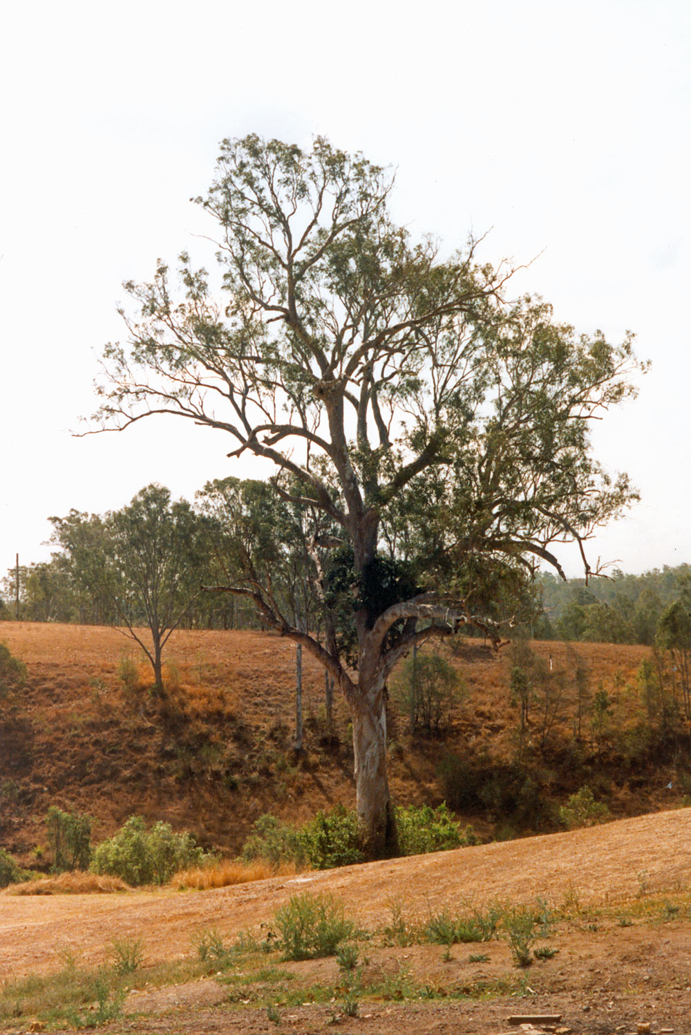 Queensland blue gum tree in Shapcott Park, 116 Gladstone Street, Coalfalls, Ipswich, 1991