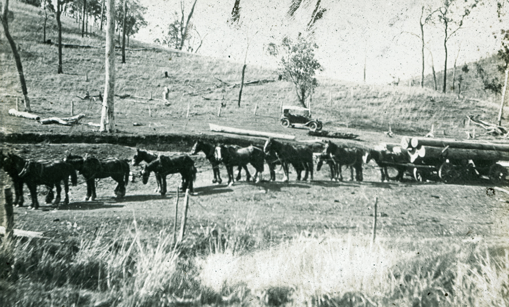 Horses pulling logs, Mt Harlin, Queensland, 1920s