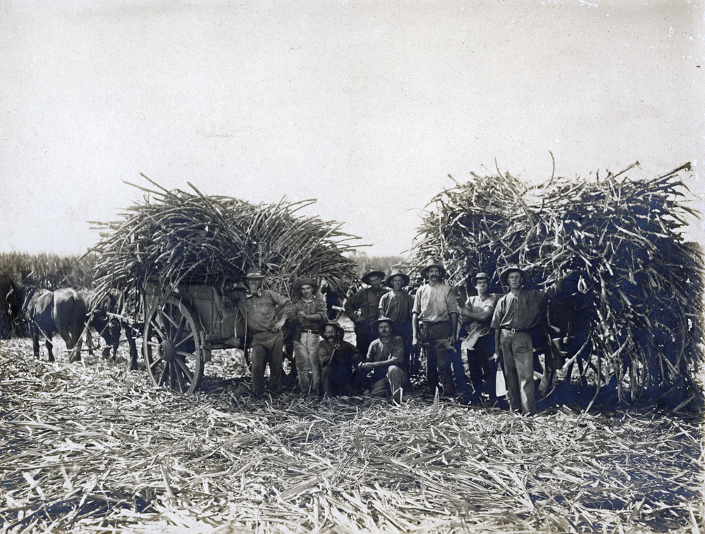 Loading sugar cane, Marburg, Ipswich, late 1910s