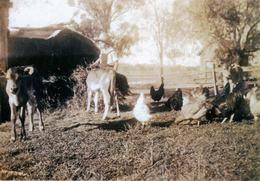 Child with calves and chickens at Rockdale Farm, Peak Crossing, Ipswich, 1920s