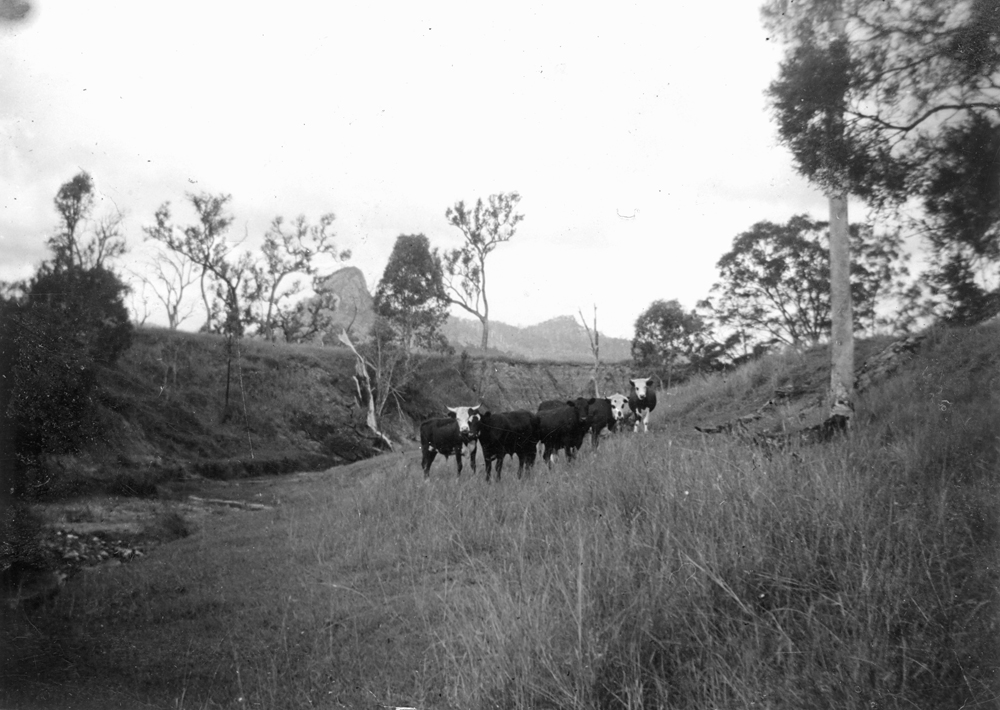 Cattle on Rockdale Farm, with Ivory's Rock in background, Peak Crossing, Ipswich, 1940s