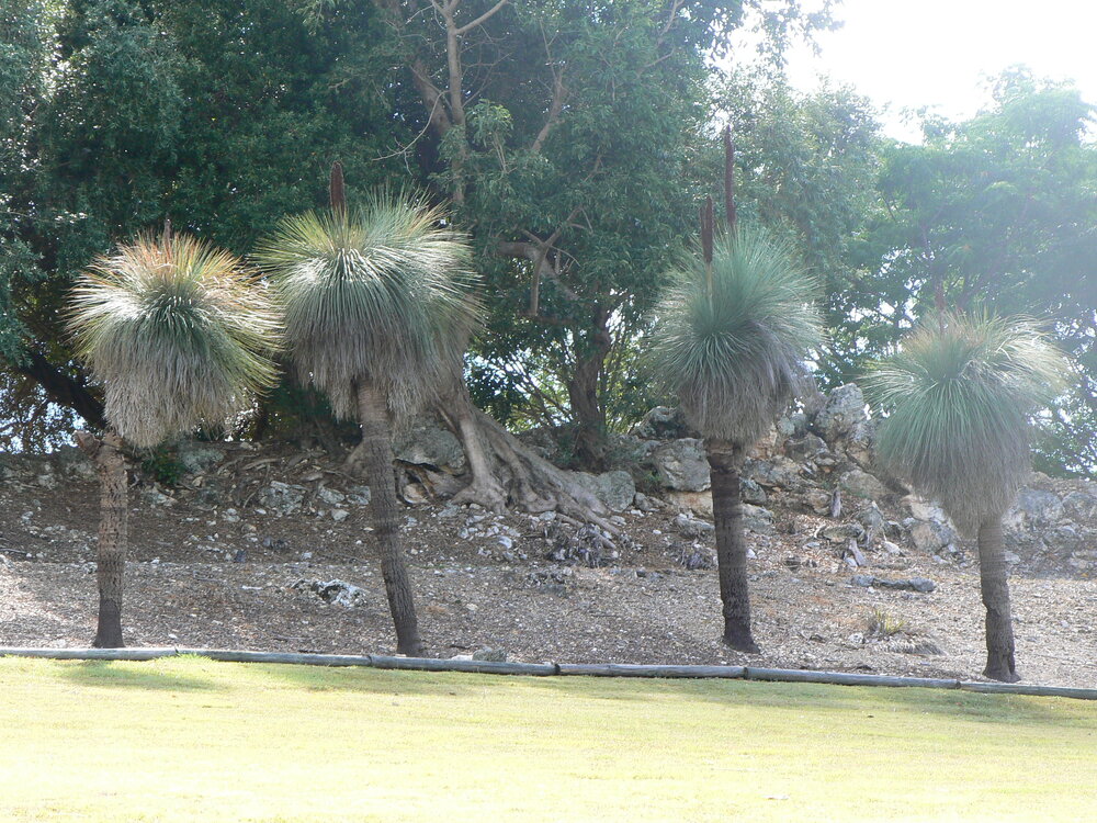Grass trees on the hillslope in Queens Park, 2012