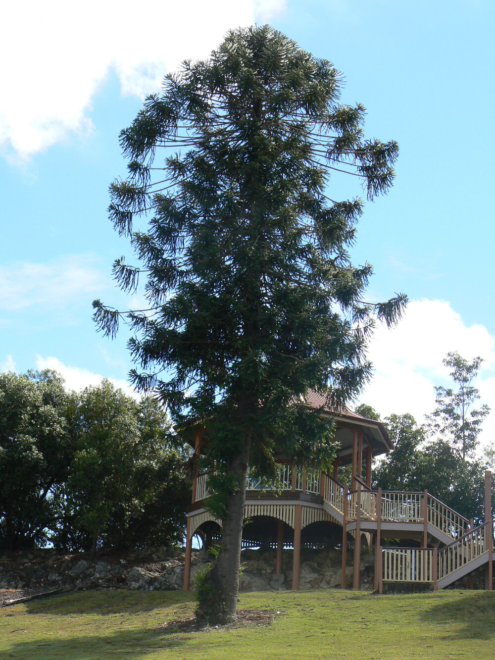 Queens Park Bunya Pine