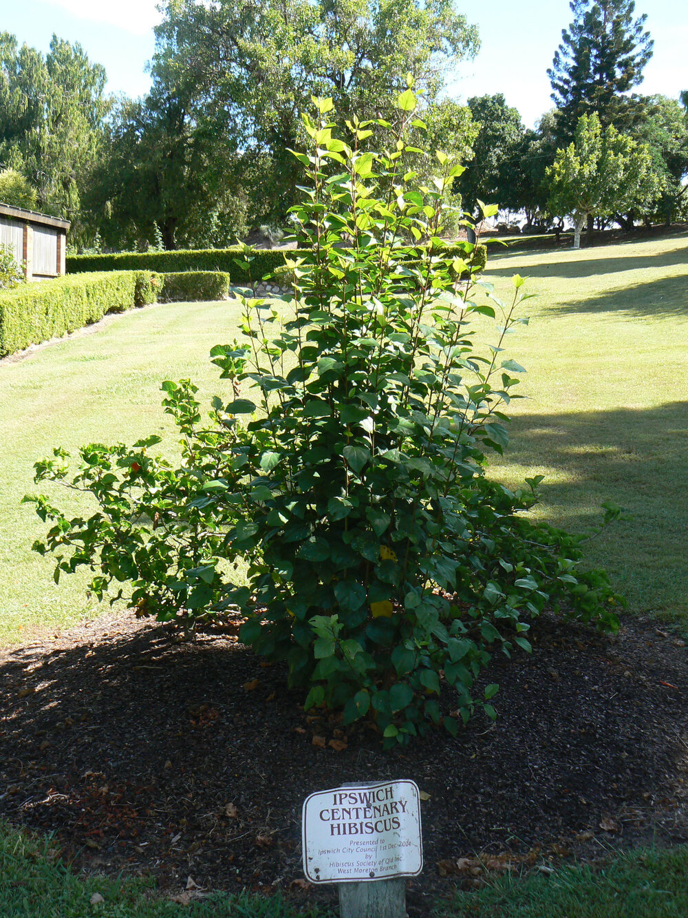 Queens Park Centenary Hibiscus, 2020