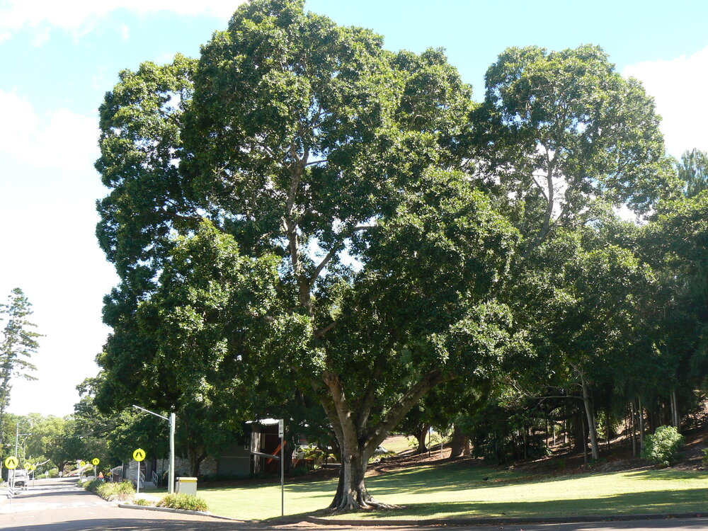 Queens Park - trees along the roadway, 2012