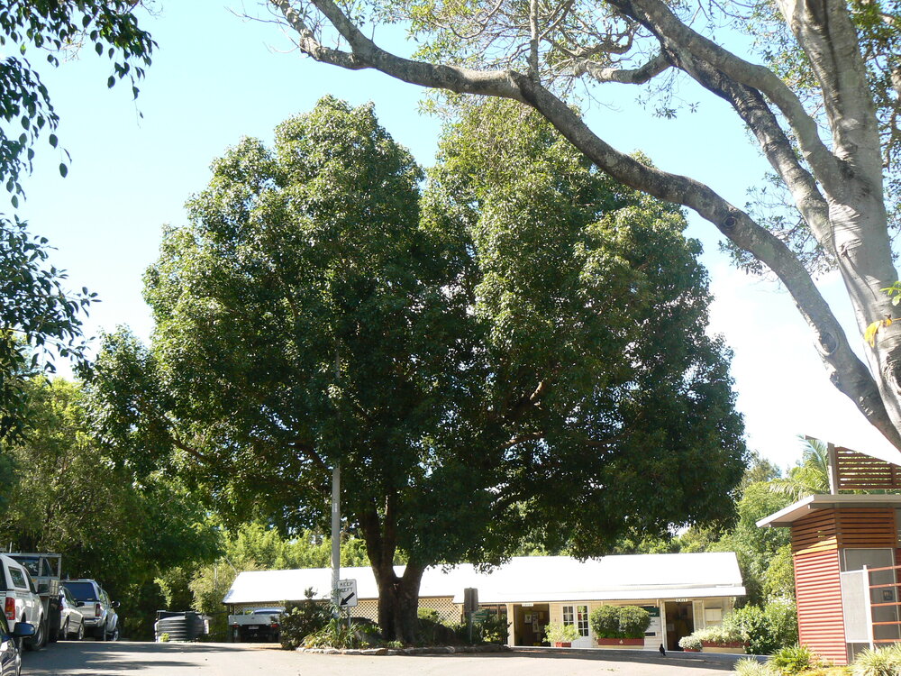 Queens Park Sacred Tree - Bo Tree, 2012