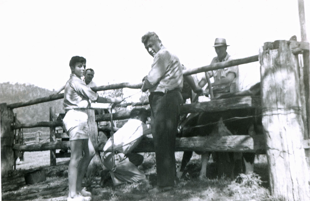 Dipping cattle at Dan Dempsey's family farm, Ripley, Ipswich, 1950s