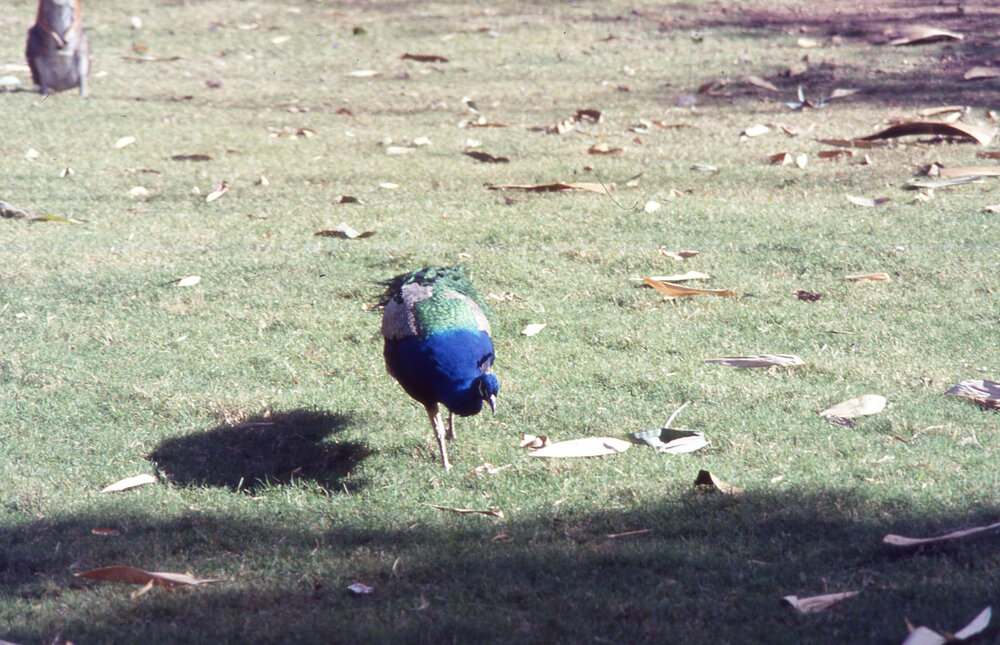 Peacock in Nature Reserve at Queens Park, c.1992