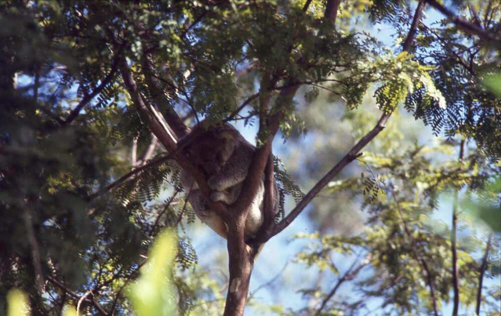 Koala in Nature Reserve at Queens Park, c.1892