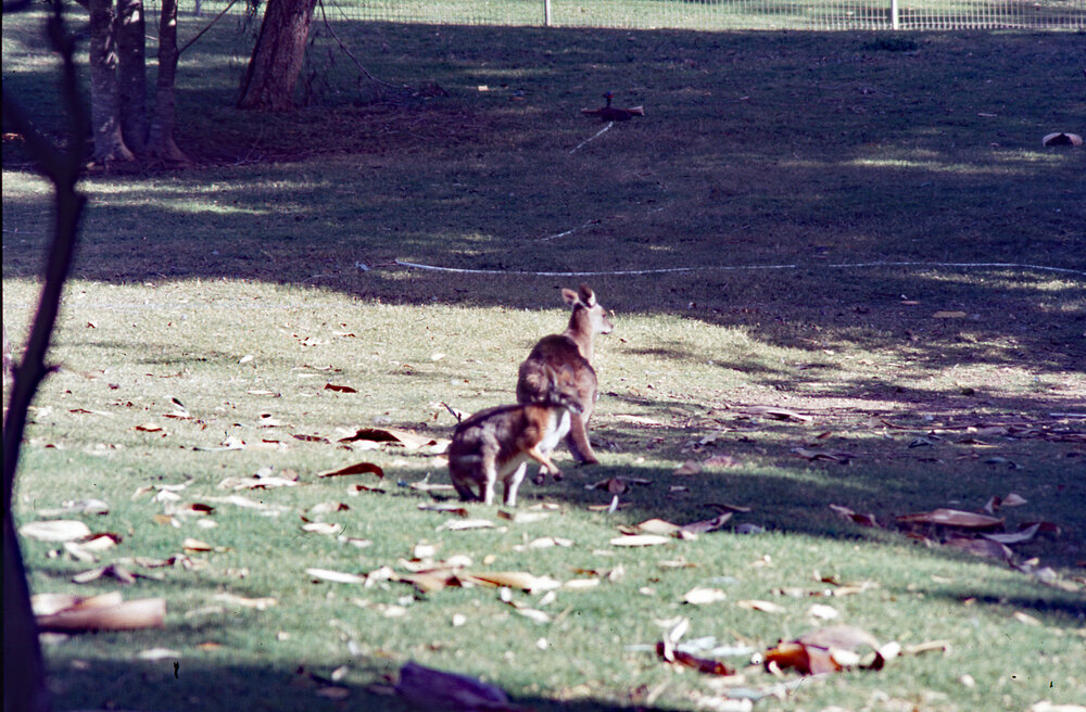 Kangaroos in Nature Reserve at Queens Park, c.1992