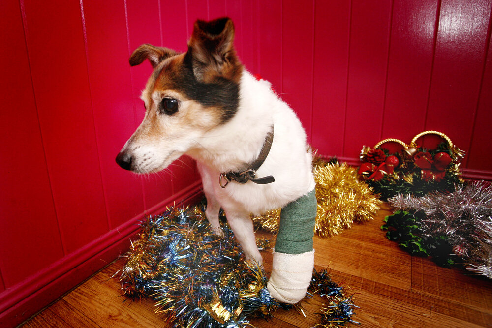 Dog at the Animal Welfare League (AWL) Veterinary Clinic, Ipswich, December 2010