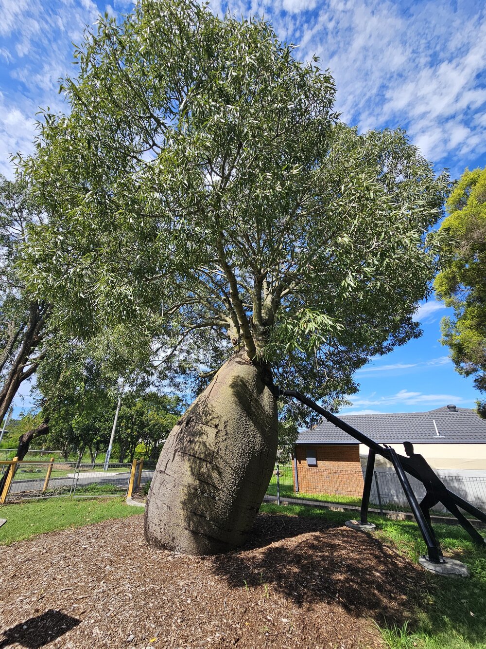 Rosewood Bottle Tree, Cobb &amp; Co Park, 2026