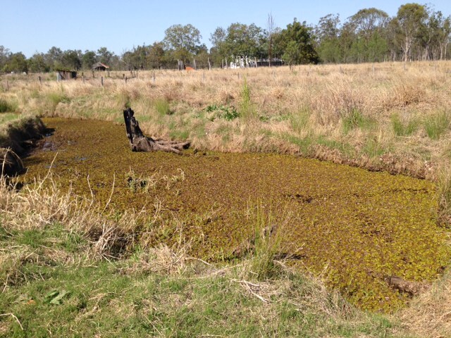 Babies of Walloon drowning site, 2013