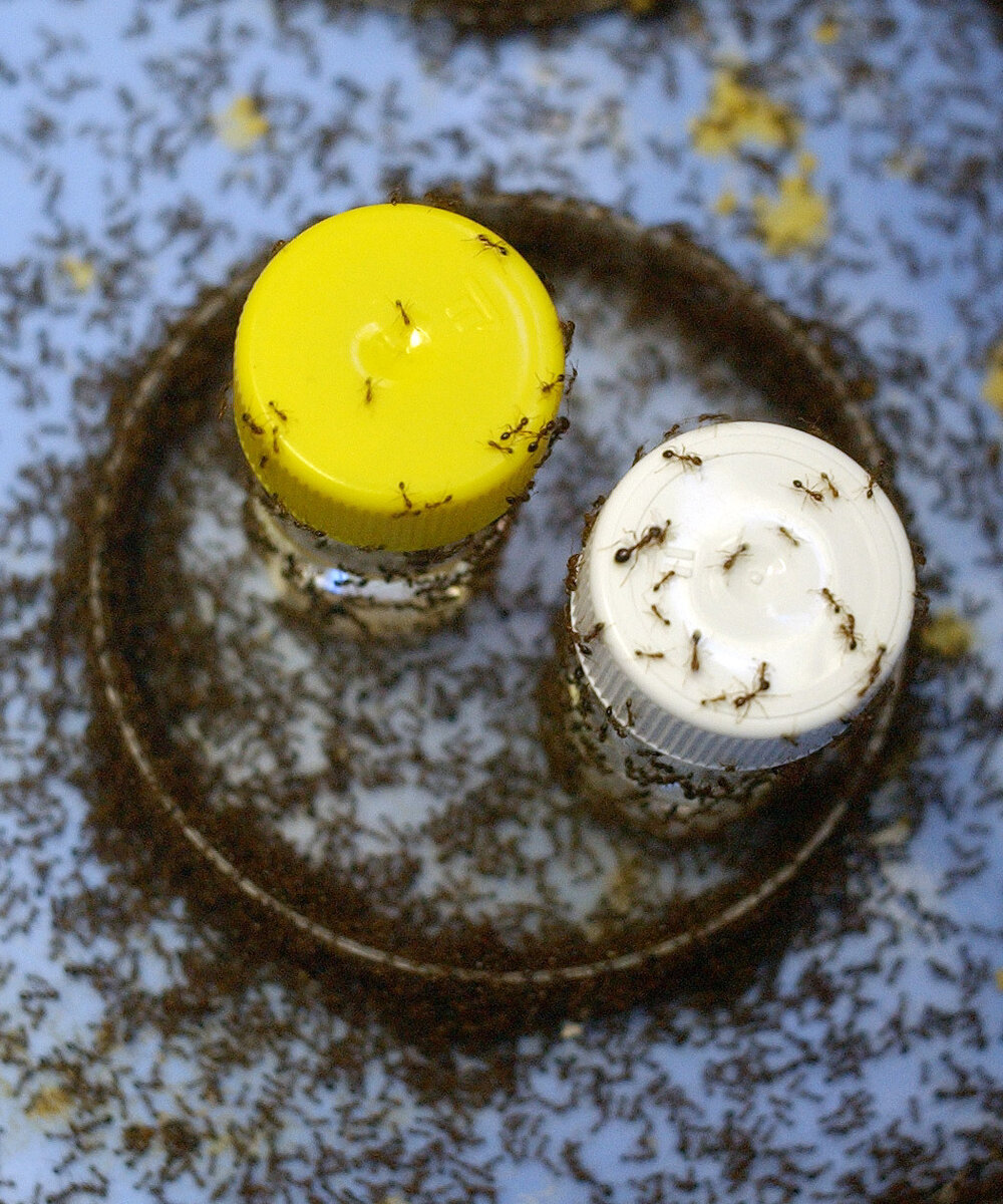 Fire ants, Ipswich, July 2004 