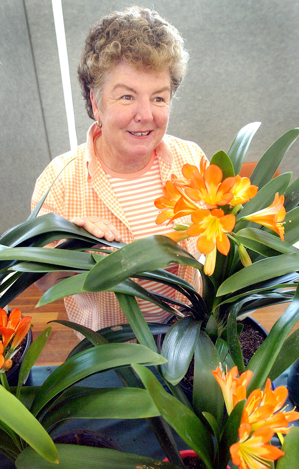 Coral Larsen with hybrid Clivia plants at the Glebe Rd Home Gardener's Expo, Ipswich, August 2004 