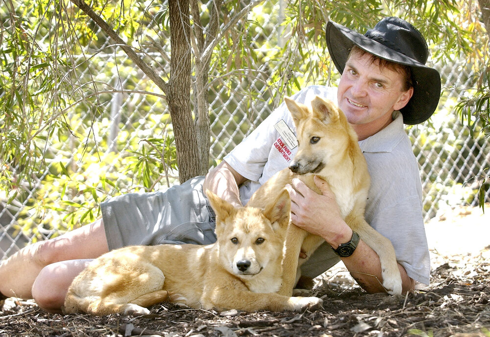 Acting manager of Queenks Park Nature reserve, Martin Page, with the new dingo pups, Ipswich, September 2004