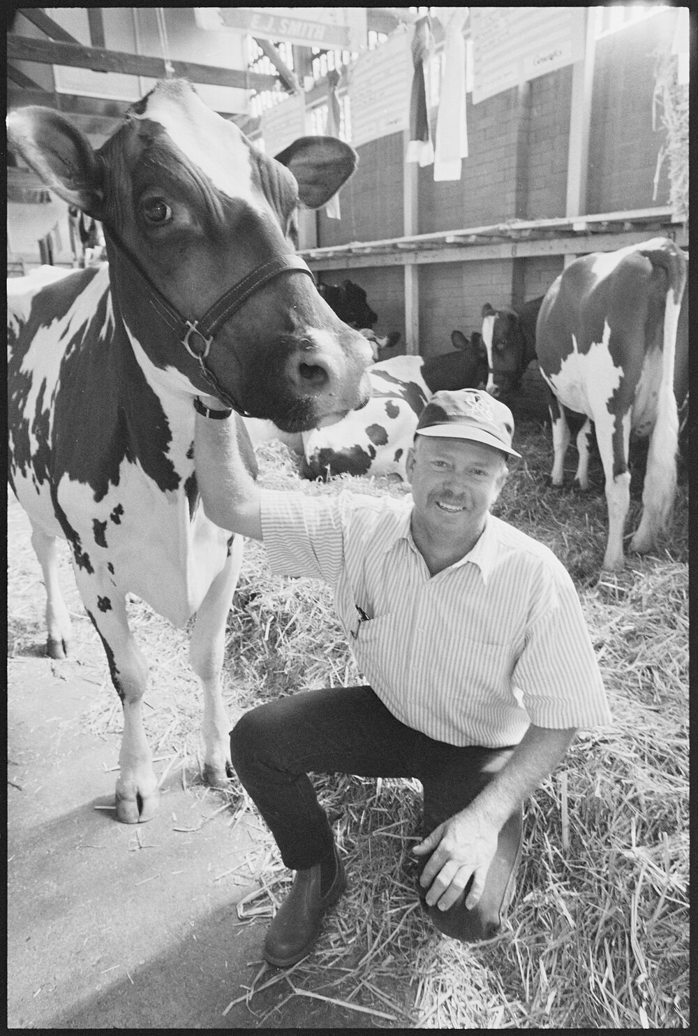 Unidentified man with a cow in the cow pavilion at the Ekka, Brisbane Showgrounds, Brisbane, 20th August 1994
