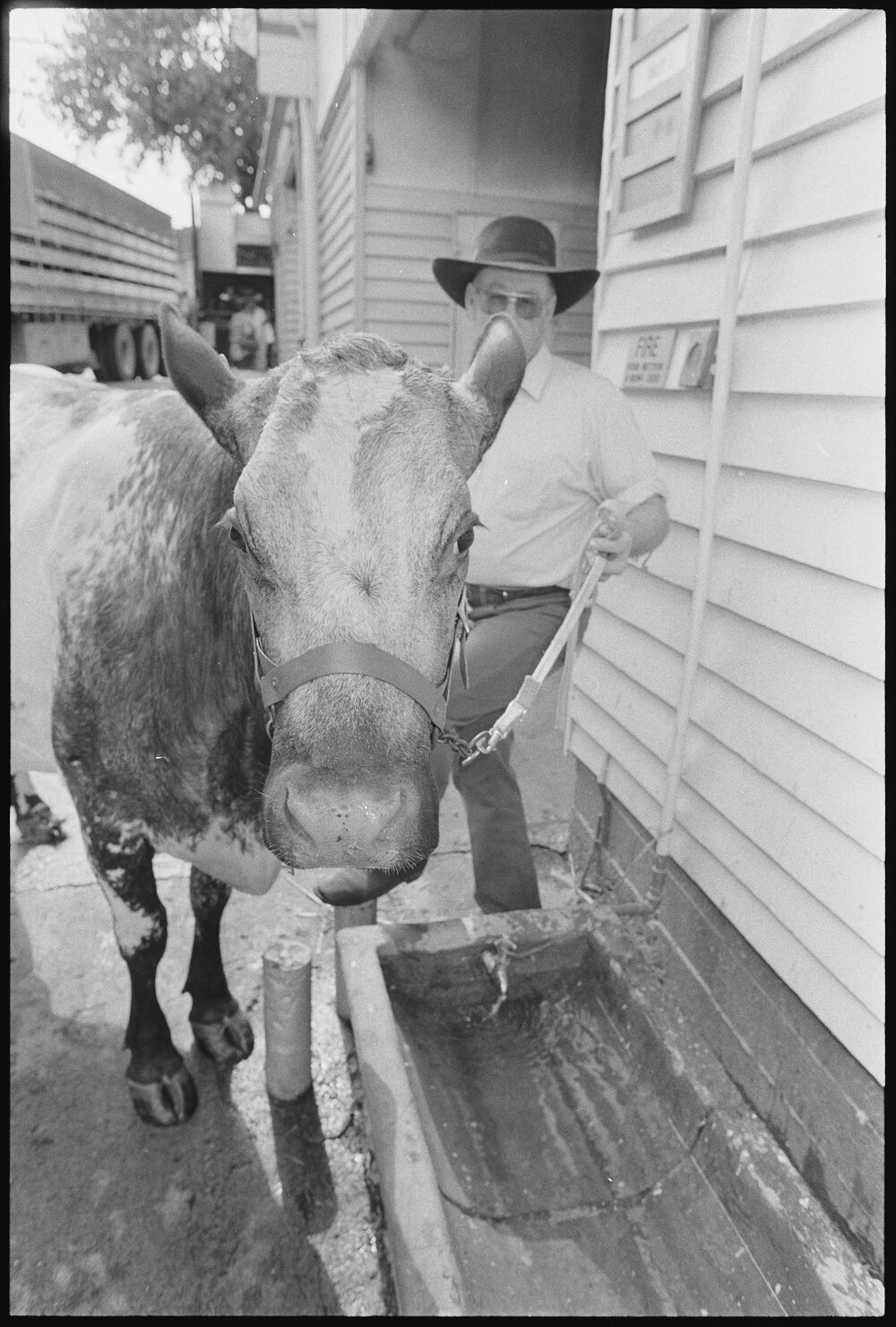 Unidentified man with a cow drinking from a water trough at the Ekka, Brisbane Showgrounds, Brisbane, 20th August 1994