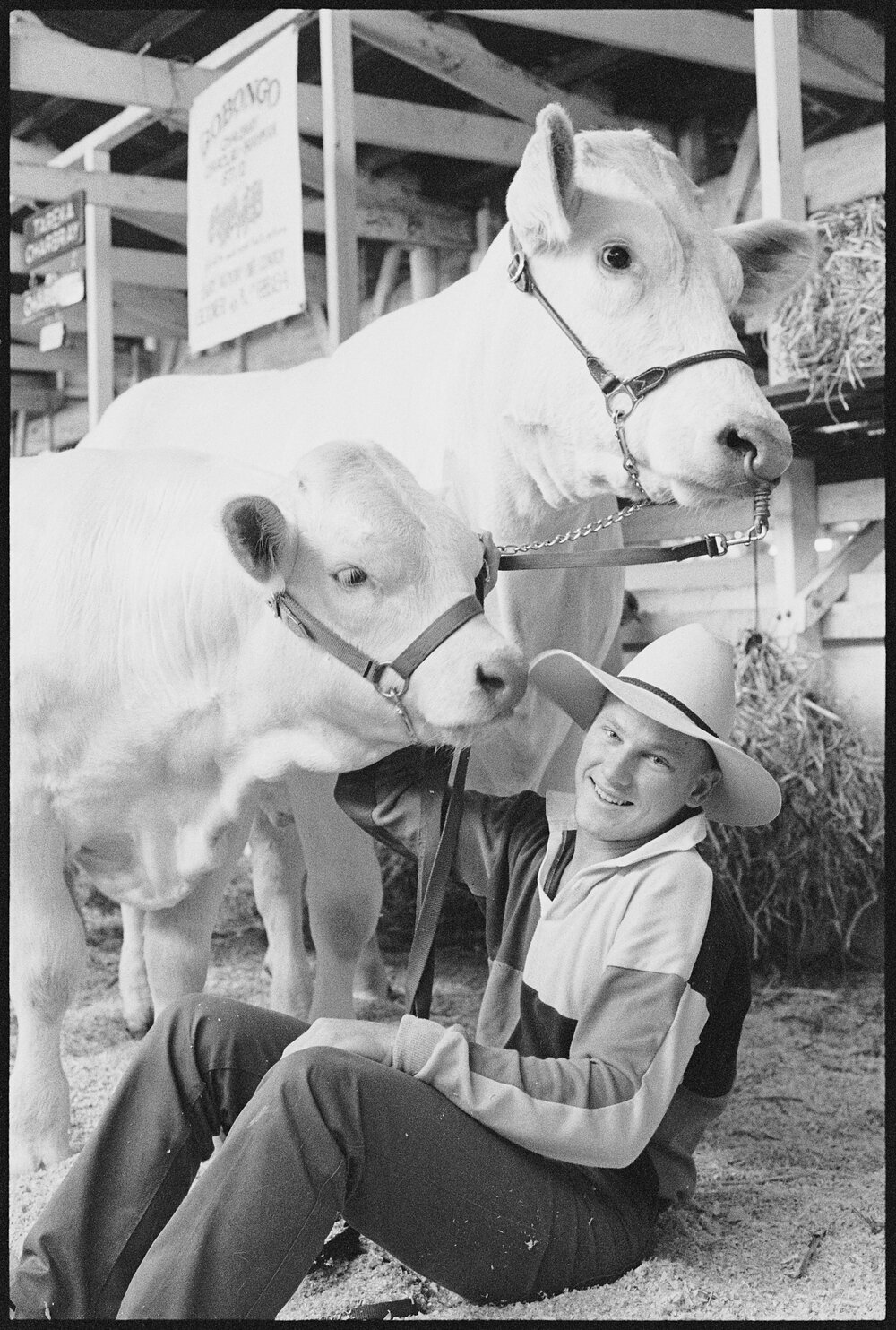 Unidentified young man with two cows at the Ekka, Brisbane Showgrounds, Brisbane, 20th August 1994