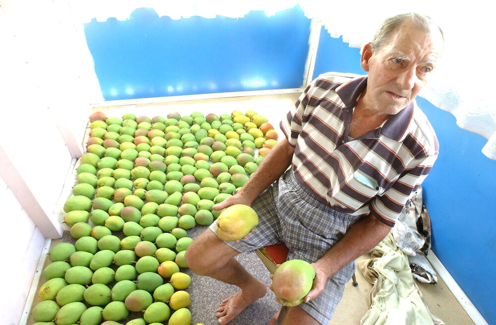 Horrie Wraight continues his tradition of growing lots of big mangoes, Ipswich, 13th January 2005 