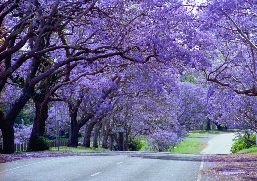 Jacaranda Trees in bloom, Brisbane Terrace, Goodna, Ipswich, c.2005