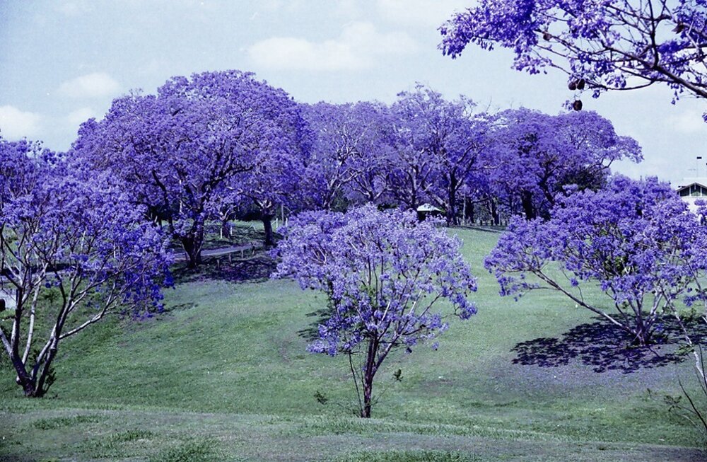 Jacaranda trees in bloom, Jacaranda Park, Goodna, Ipswich, c.2005