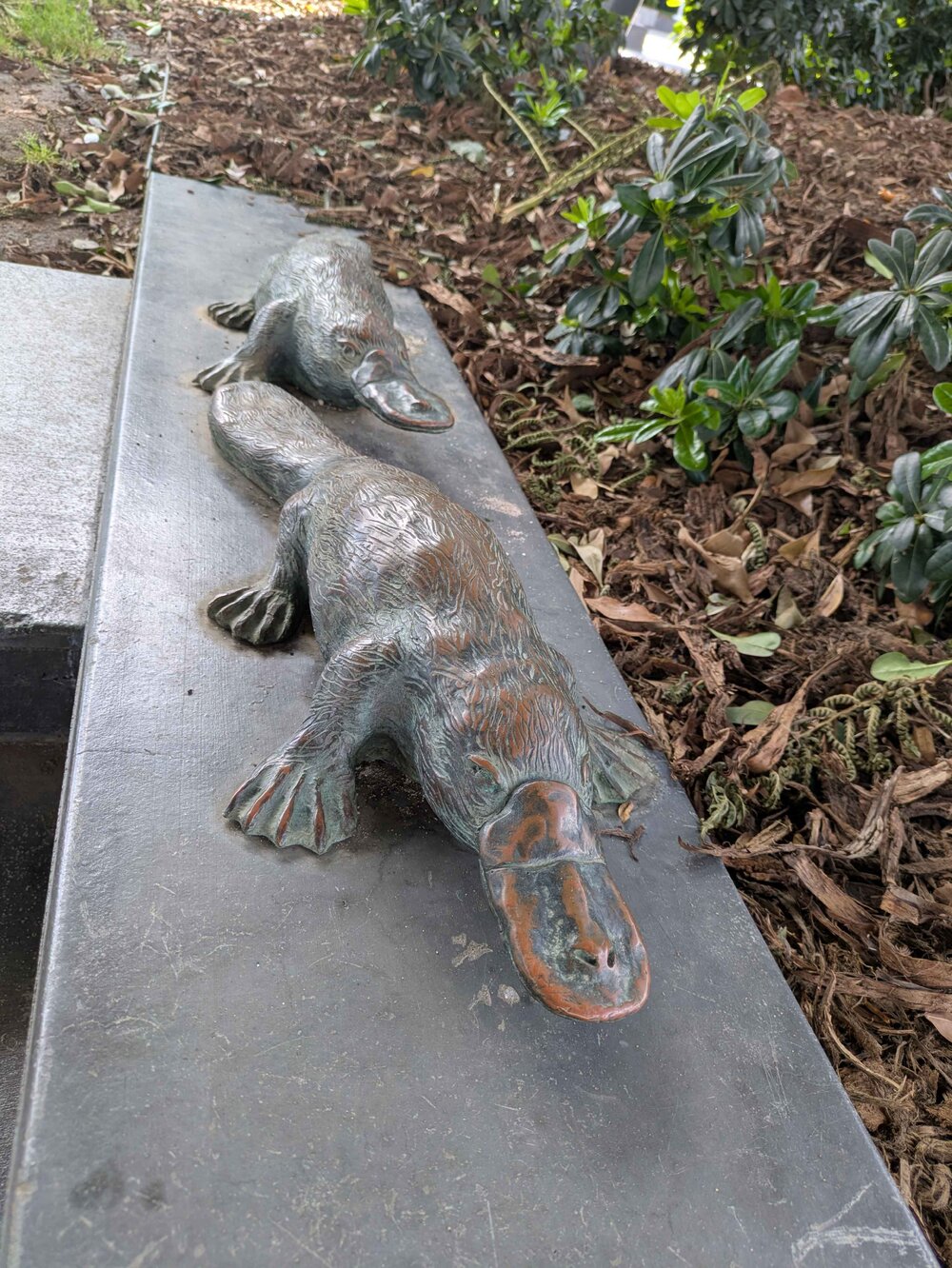 Platypus, by Kim Ah Sam and Kyra Mancktelow, Tulmur Place, Ipswich, installed 2020