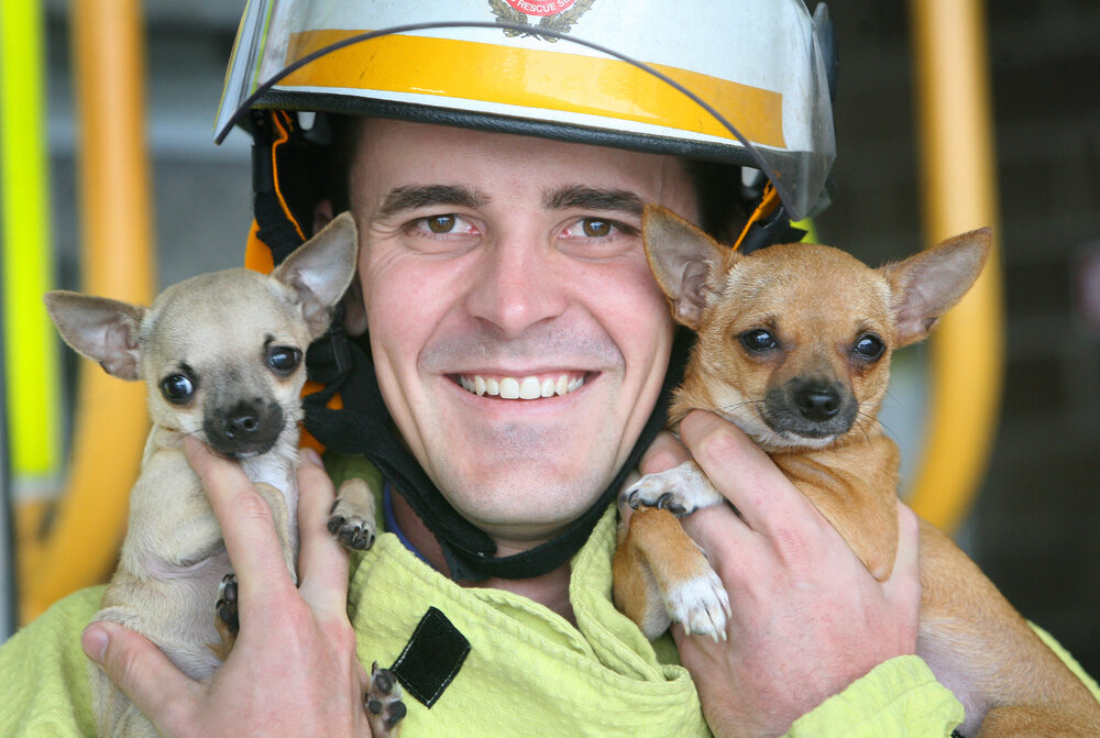 Ipswich Firefighter Rohan Wilschefski rescued Chihuahuas Milo and Mini from a house fire in Brassall recently, Ipswich, 7th January 2011 
