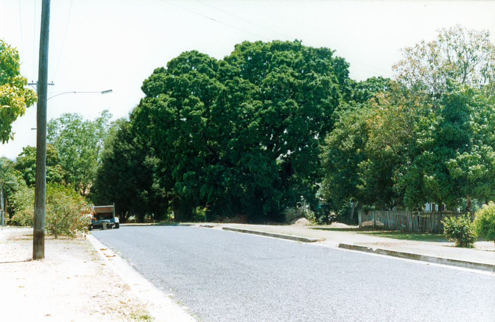 Fig tree at 29 Railway Street, from Clifton Street, Booval, Ipswich, 1991