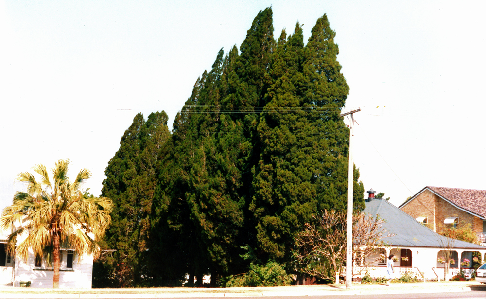 Pine trees beside 70 Chermside Road, Newtown, Ipswich, 1991