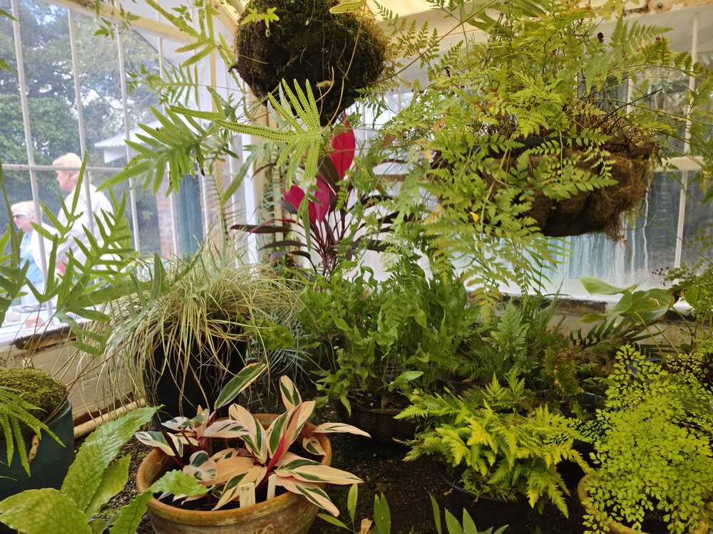 Interior of the Glass House, Queens Park, Ipswich, September 2026