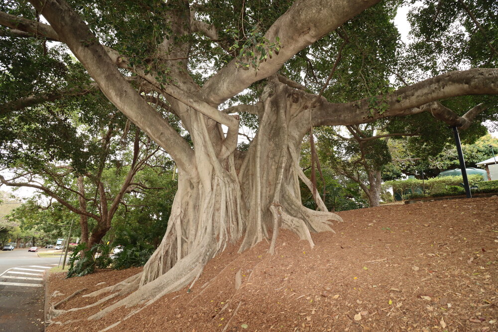 Fig Tree at Queens Park, Ipswich, September 2026