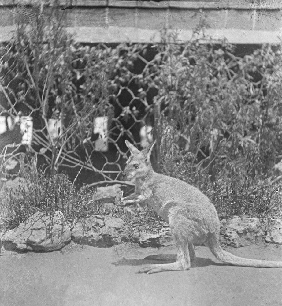Kangaroo in yard at Oakleigh, Redbank Plains, Ipswich, early 1900s