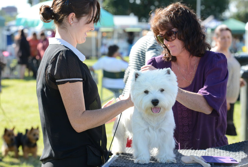 Tammy Boughen with her mum Tracey, getting her West Highland White Terrier 'Archie' ready for judging at the Ipswich Show, Ipswich, 15th May 2013