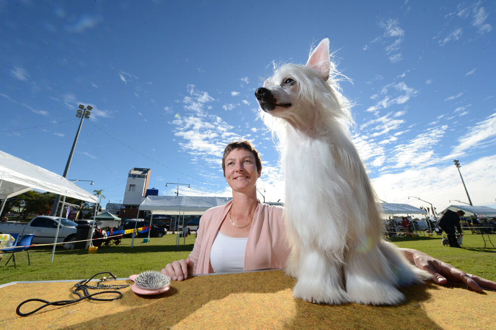 Ruth Cook with her Chinese Crested powder puff that won the toy group at the Ipswich Show, Ipswich, 15 May 2013