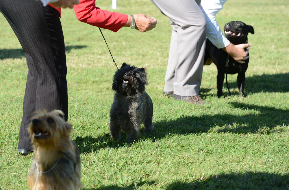 Judging of the terrier group for the Ipswich Show, Ipswich, 15 May 2013