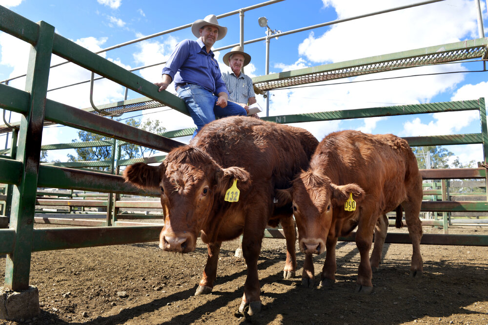 Nephew and uncle Jason and Graham Bell with their winning Ipswich Show cattle at Moreton Saleyards, Ipswich, 9 May 2013