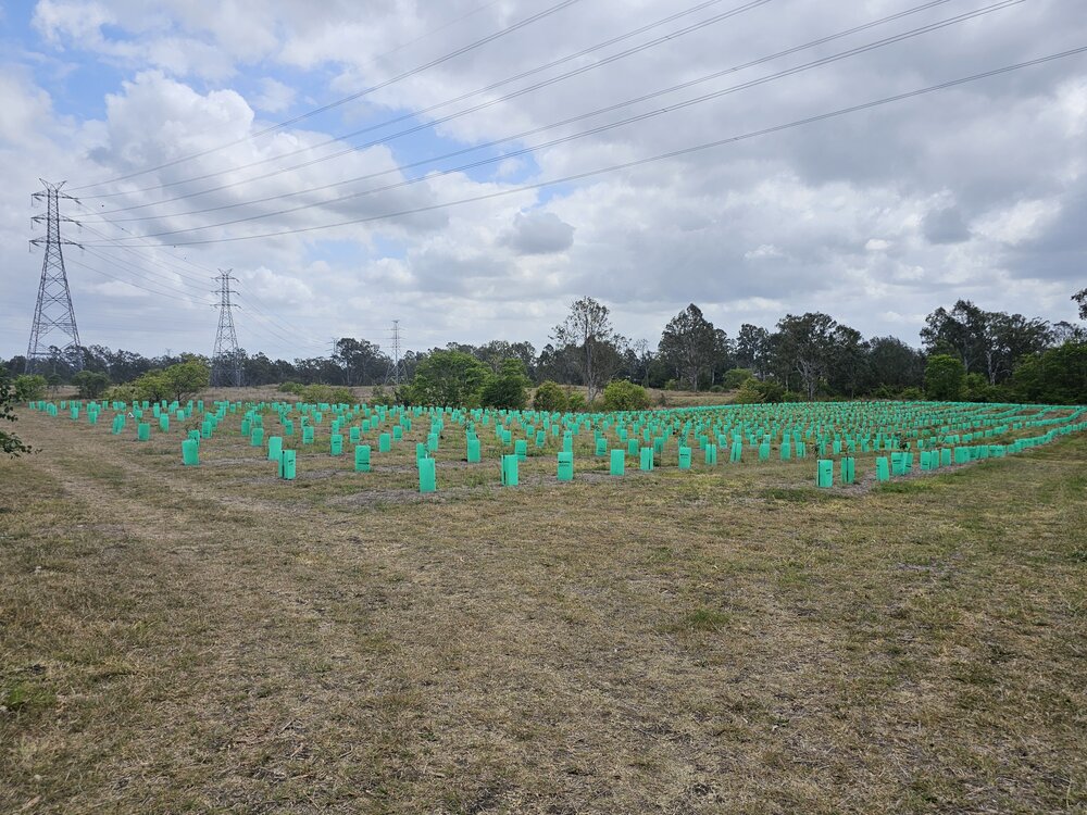 Former Bremer Mills site - plantings, 2026
