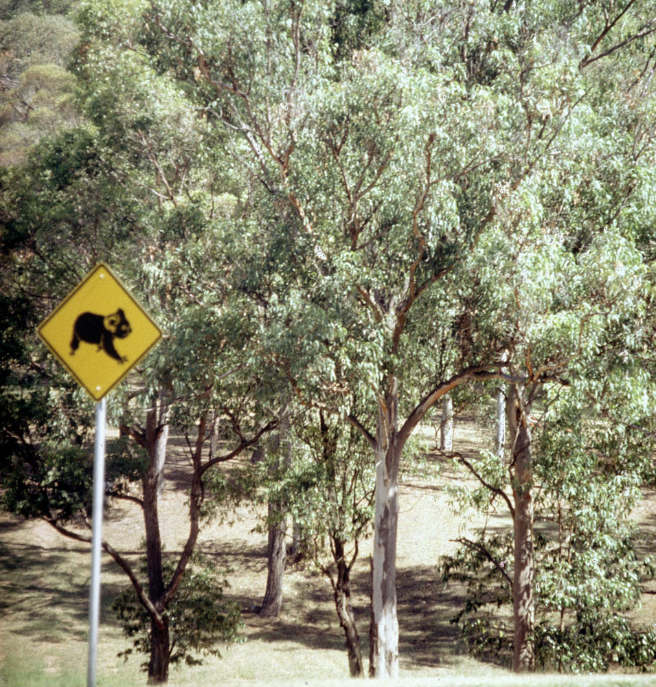 Koala crossing thought to be at Colleges Crossing, Chuwar, Ipswich, 1991