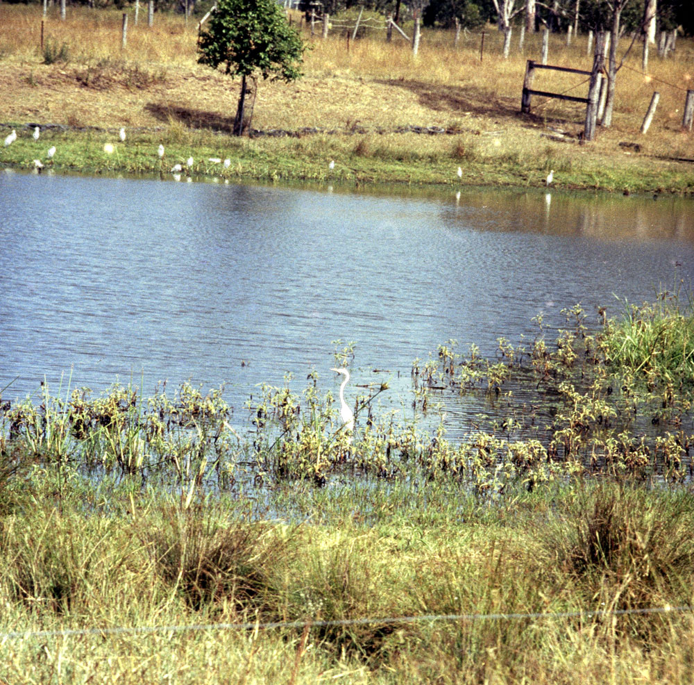 Egret and water birds thought to be on the Brisbane River, Colleges Crossing, Chuwar, Ipswich, 1991