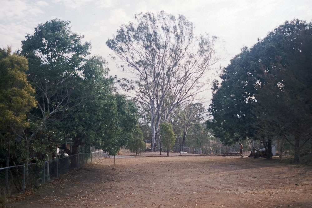 Trees at No 21 Chester Street, Brassall, Ipswich, 1991