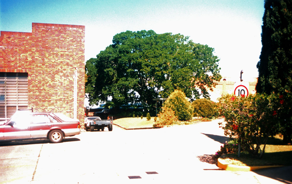 Fig trees in the grounds of the Ipswich Railway Workshops, North Street, North Ipswich, 1991