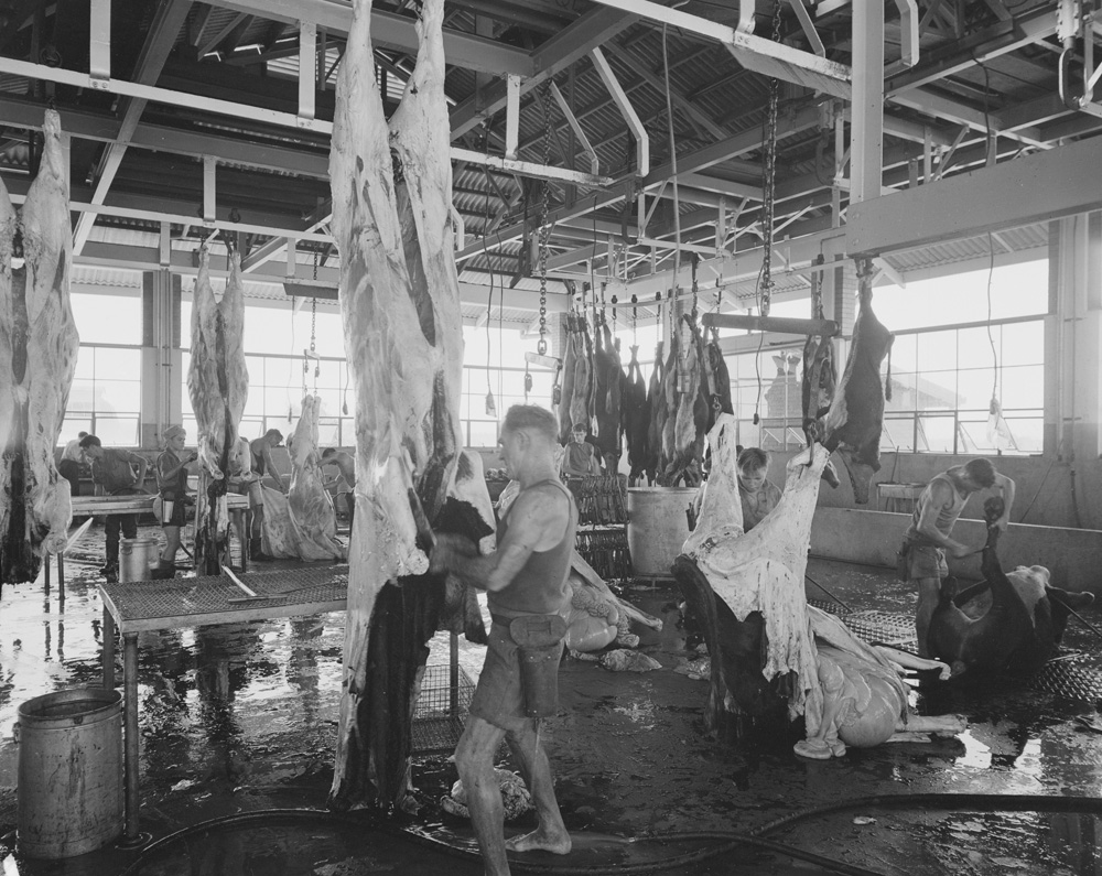 Workers butchering cattle at the Bremer River Abattoir, Ipswich, 1959