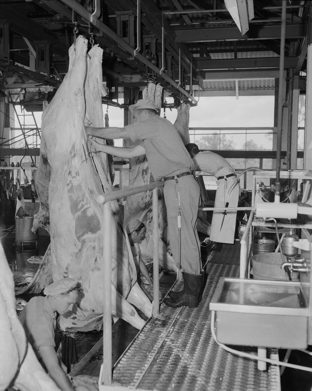 Staff "Dressing" cattle in the slaughter room, Bremer River Abattoir, Ipswich, 1963
