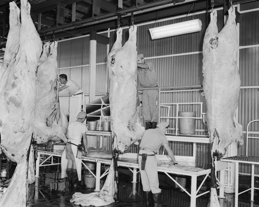 Staff "Dressing" cattle in the slaughter room, Bremer River Abattoir, Ipswich, 1963
