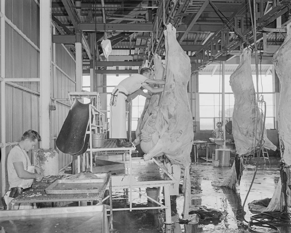 Staff "Dressing" cattle in the slaughter room, Bremer River Abattoir, Ipswich, 1963
