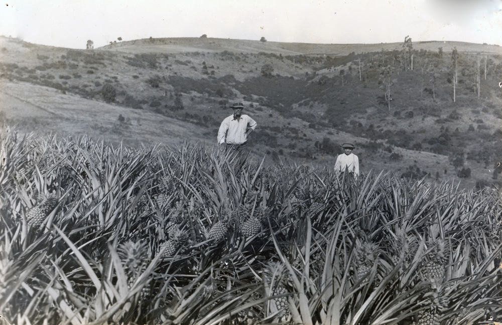 Pineapple Farm, Minden, near Ipswich, 1926