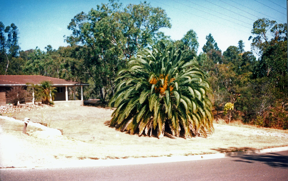 Front yard of 12 Hawthorne Street, Sadliers Crossing, Ipswich, 1991