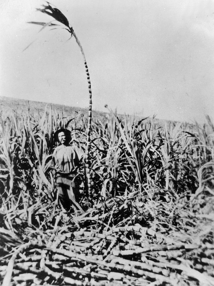 Joh Kickbusch, cutting cane, Marburg, Ipswich, n.d.