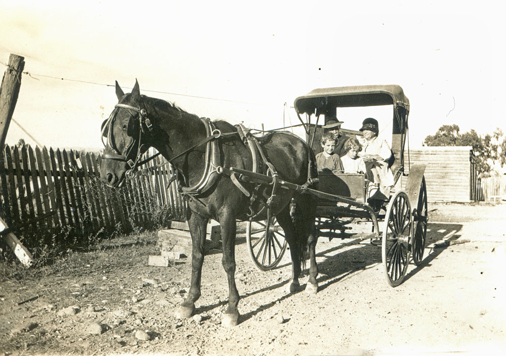Jo Whittaker with grandchildren in his Phaeton carriage, Ipswich, 1930